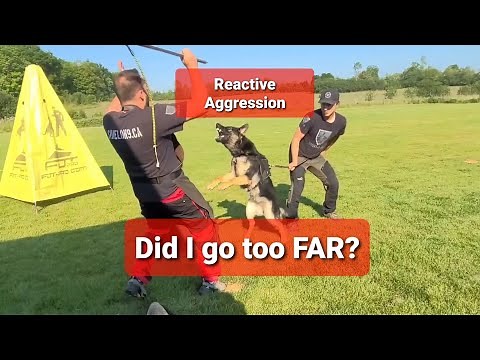 DEFENSE to PREY intense protection training with some young german shepherds