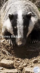 Digging Power of a Texas Badger 💀