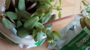 Grow Table Rose By Using Milk Packet || Beautiful Room Decoration Idea || Easy reuse || Craft | Salem Cooking Time