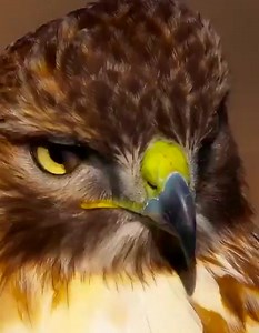14 reactions | The nictitating membrane is a third eyelid found in various animals, helping in protection and moistening the eye while maintaining visibility, common in many species | Animals Videos | Facebook
