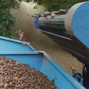 Pecan farmers grow pecans in the late spring during April and May. Nuts would begin to form because of wind pollination. By the summer, trees would bear young pecans. These would mature in late September or early October. After the six-month growing season, the pecan harvest season follows. Throughout the harvest season, nuts fall from the trees when they are fully mature. However, pecan growers cannot wait the entire season for nuts to fall. They use machines or mechanical shakers that gently s