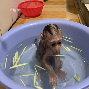 2.1K views · 131 reactions | Mother boils hot water with crystal leaves to give baby monkey swimming | Monkey ROJO | Facebook