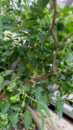 2.9K views · 75 reactions | My crazy chilly tree #chilly #Hotchilly | Shuly's Life & Flavors | Facebook