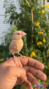 1.8K views · 58 reactions | The Java sparrow also known as Java finch ❤️ #fyp #birds #pets #viral #birdlife #animals #reelsviral #fypシ | 3osfoor عصفور | Facebook