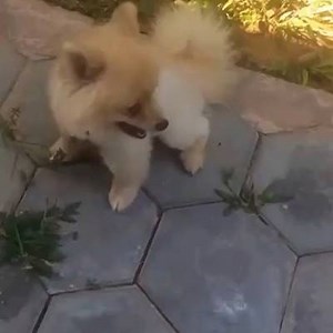 3 comments | [Khmer Text Below] Our ❤️ is filled with so much furry...