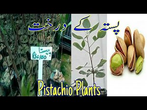 Pistachios Plants Pistachio Tree | Pista Plant | Beauty With Gardening