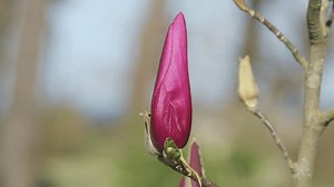 Branch Blooming Pink Magnolia Tree Garden: vídeo stock (100% livre de direitos) 3464248711 | Shutterstock