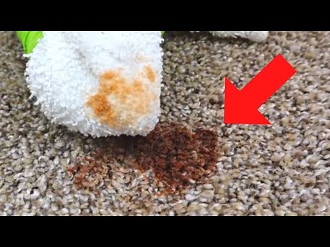 Let's Remove Hair Dye From Carpet