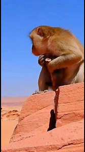 Mother's Ultimate Sacrifice: Baboon Fights, Hides, & Escapes Wild Dog Pack! #wildlife #animals #survival #motherhood #baboon#africanwilddogs #wilddogs #motherslove #nature #animalrescue #chase #shorts | Animal Rescue