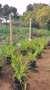 2.5K views · 51 reactions | Upland rice varieties and Soil pH❤️ #fypage #trending #research | Joemel Labrador | Facebook