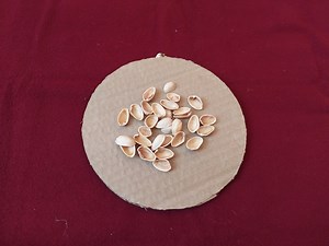 DIY Pista Shell Craft ideas-Pistachio Wallhanging-Room Decoration Ideas Beautiful but low cost! 15 Wall Hanging Craft Ideas with pista shell | A2C Arts And Crafts