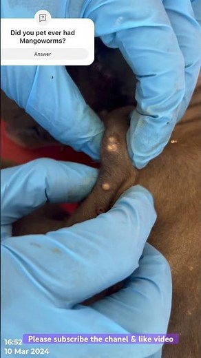 Mango worms removal | how to remove Mangoworms | #mangowormsremoval #pimplepopping #puppy #vet