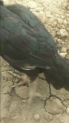 most very beautiful cocks amizing in world