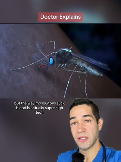 Amazing Facts About How Mosquitoes Suck Blood