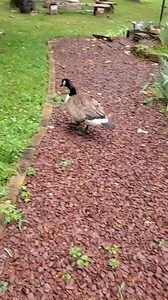 52 reactions · 9 comments | Waddles the Goose on Reels | Facebook