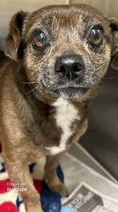 Happy update, this little guy was adopted 2/21/24😊 🆘️🆘️EUTHANASIA ALERT ️🆘️🆘️ EXIT DATE 2/21/24 Heartbreaking, this little guy has no rescue interest and tomorrow is his exit date. How can that be? Staff notes how sweet he is, you can see it in his face. Stray found near a park and no one ever came to claim him. Shelter wants him out of the shelter because he isn't responding to treatment for wheezing. Pleading for a rescue to save him and get him further medical treatment. This little guy 