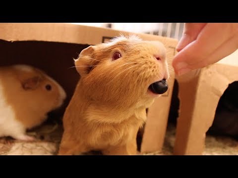 Guinea pigs go wild for blueberries