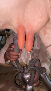 12K views | Milking fails #animal #petsoftiktok | Dairy Aussie | Facebook