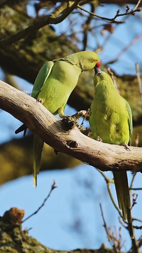 38K views · 1K reactions | Romance of Ring Necked Parakeets Couple Wincent KcNpj #bird #nature #wildlife | HAWI Studios | Facebook