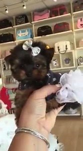 NOW RESERVED-No longer available "Lil Lucy" 17 ounces at 13 weeks old-Text-Call or WhatsApp 1-248-420-1245 with any questions regarding Lucy. Micro mini Yorkie female charting to be 2.5 lbs. | Woof Woof Puppies & Boutique