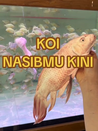 Momen Koi Dalam Kolam Ratusan Piranha