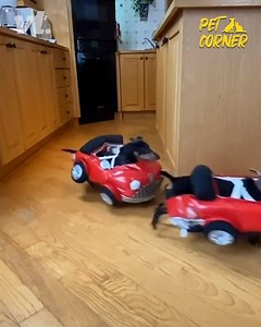 Fast & Furry-ous 😂🐶🚗 | VT