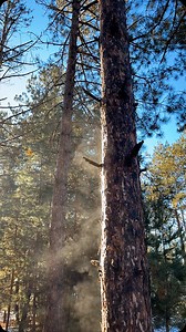 Never seen steaming Norway pine trees before. Pretty neat. #pinetrees #steam #parkrapidsmn #winterpines #northwoods #steamtrees #nature #minnesota | Dan Brekke