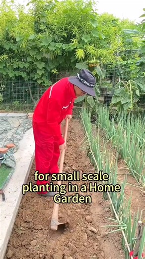 How to plant spring cabbage grow faster | Lee Yumi