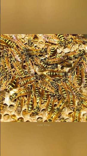 You Might have this Phobia 😱 Spheksophobia (fear of Wasps/Hornets)