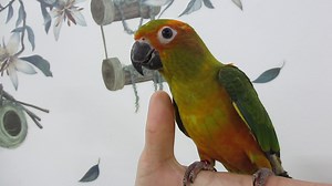 #E Sun Conure – Sc Suap #M Conure Matahari - Handfeed #C 太阳锥尾鹦鹉 - 太阳鹦鹉手养 1. English Please ⬇️Scroll Down⬇️ 2. BM 📲Tatal ke Bawah Halaman 💻 3. 🌐华语🌐请点击📥往下📱查询 📩 #E Details #ForAllPetLovers - With LICENSE & RING Number - Baby Handfeeding / Young / Adult / Pair * The Sun Conure is noted for its loud squawking compared to its relatively small size. The bird is capable of mimicking humans but not as well as some larger parrots. This being said, there are some amongst them that are very capable t