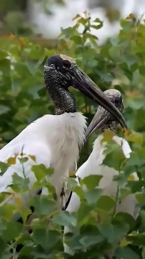 1K views · 37 reactions | Wood storks are fascinating birds known for their distinctive appearance and behavior. These large birds, with their long legs and bills, are often seen in wetlands and swamps in the southeastern United States and parts of South America. Looks like these two are in love | Eyes on nature | Facebook