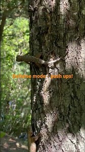 Eastern Fence Lizards doing push-ups! #herping #lizard