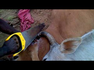 How The Bull dead in fight and other is saved by villager/ The Amazing Bull Fight