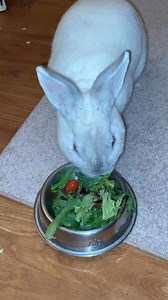 #bunny #bunnylife Hoppy Monday everybunny! | The Honey Shop