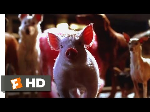 Babe: Pig in the City (1998) - Babe Saves the Dog Scene (4/10) | Movieclips