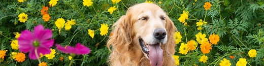 How to bring your pet to Japan - All the requirements