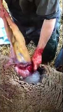 Caesarean Section Delivery Performed By Veterinarian Doctor in Pregnant Sheep