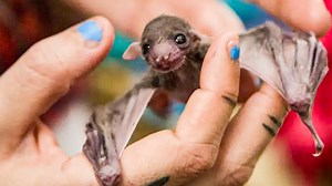 Nora, an animal activist, has made it her mission to rescue and rehabilitate fruit bats in her country, where the adorable critters are a highly vulnerable and in dire need of help.❤️驪 | Cheezburger | Facebook
