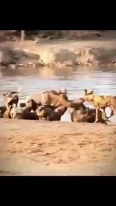 Wild dogs attack | Ide Page