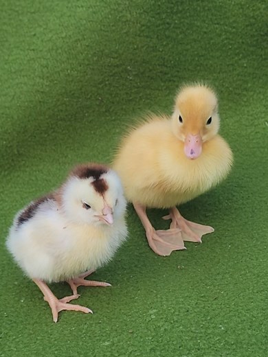 Baby Chick Talking with Duckling: Cute Chick & Duckling Moments