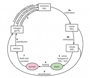 HL Nitrogen and Phosphorus Cycles