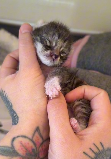 Feeding Time with Baby Eliza: A Kitten's Delight