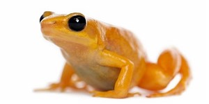 Golden mantella - Alchetron, The Free Social Encyclopedia