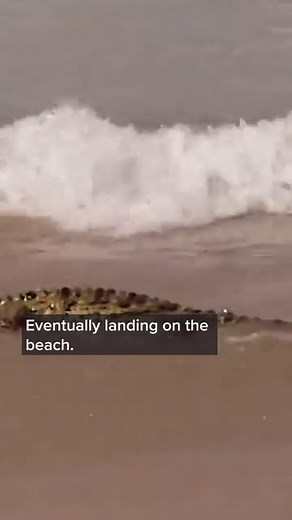 85K views · 1.2K reactions | Lone Crocodile Lost In Swarm Of Sharks | Real Wild | Facebook