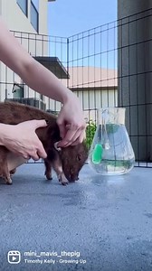 8.3K views · 1K reactions | mini_mavis_thepig #azmicrominipigs | AZ Micro Mini Pigs | Facebook