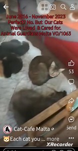 Our Cats  ❤ #malta #UK #japan #asia #germany #tortietuesday...