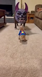 389K views · 10K reactions | Estaba muy asustado jaja | El planeta de los perros y gatos | Facebook