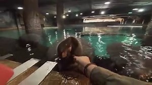 29K views · 1.3K reactions | We're totally team manatee. Thumbs up if you are too.  | San Diego Zoo | Facebook