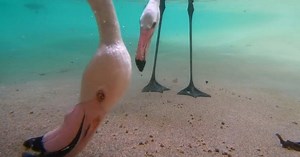Thú vị cách chim hồng hạc kiếm ăn dưới nước được hé lộ thông qua camera giấu kín dưới nước