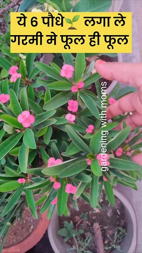 ye 6 pqudhe garmi me jalenge nhi balki phool hi phool hi denge To watch complete video visit my you tube channel👉 gardening with moms👈 on you tube #howtocaredyingplantsinsummer #planyscaretips #howtosavedyingplantinsummer #plantcaretipsinsummer #summerplantscaretips #gardeningwithmoms #gardeningtips #gardeningcare #gardeningideas #gardening #plantscare #gardeninghacks #roseplantcare #roseplantfloweringtips #roseplantgrowingtips #howtogrowplantsfromcutting #palnts #garmimekonsepaudhelagaye #gar